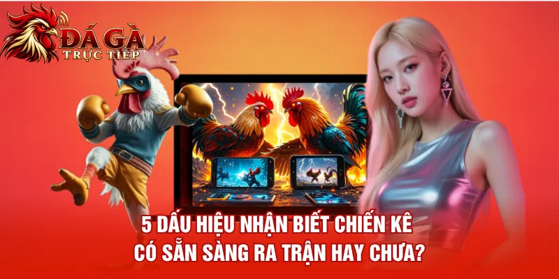 5 dấu hiệu nhận biết chiến kê có sẵn sàng ra trận hay chưa?
