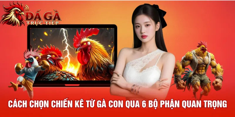 Cách chọn chiến kê từ gà con qua 6 bộ phận quan trọng