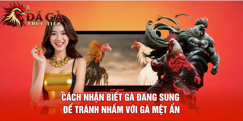 Cách nhận biết gà đang sung để tránh nhầm với gà mệt ẩn