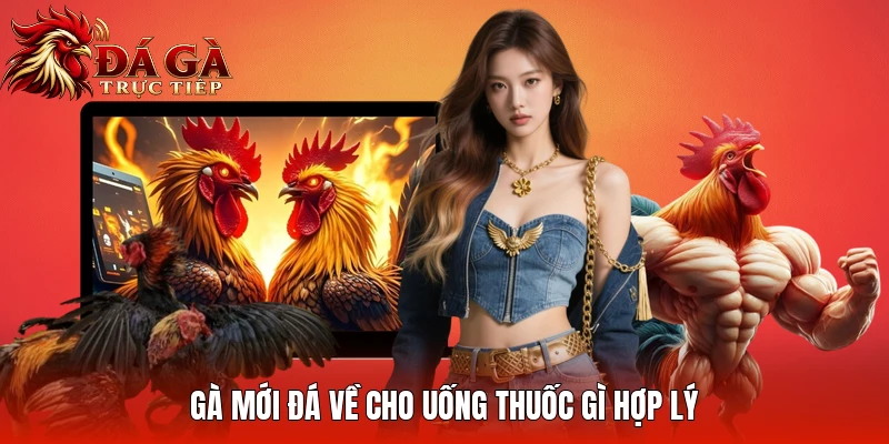 Gà mới đá về cho uống thuốc gì hợp lý