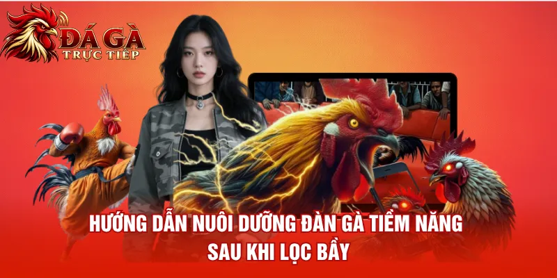 Hướng dẫn nuôi dưỡng đàn gà tiềm năng sau khi lọc bầy
